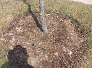 Paige D.'s Flower Bed Weeding service result