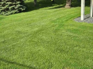 Vicki C.'s lawn care services service result