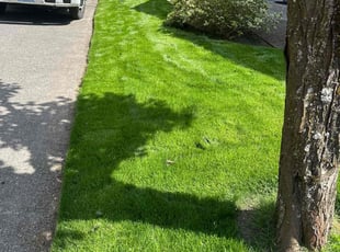 Jerry F.'s turf care service result