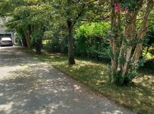Rhonda C.'s Bush Trimming service result