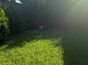 Indra S.'s lawn maintenance service result