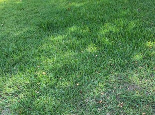 Brent S.'s lawn care services service result