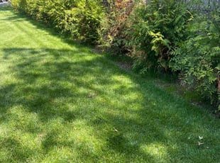 Rodney W.'s lawn care service result