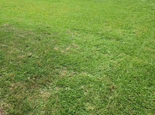 Dany Z.'s lawn care service result