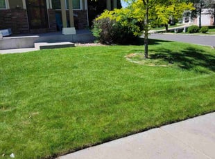 Donovan D.'s lawn care service result