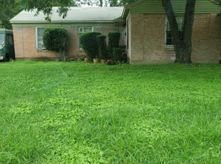 Chris M.'s Bush Trimming service result