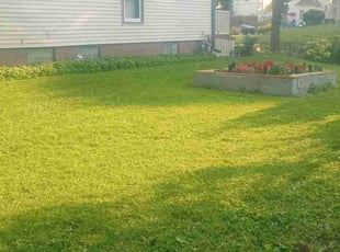 Barbara A.'s grass cutting service result