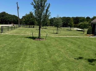 Andrew W.'s grass maintenance service result