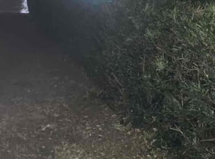 Frankie L.'s lawn service service result