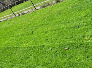 Karen B.'s lawn service service result