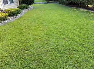 Charlotte H.'s turf care service result