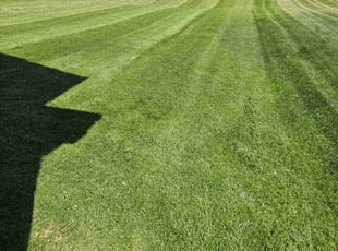 Roanna F.'s grass cutting service result