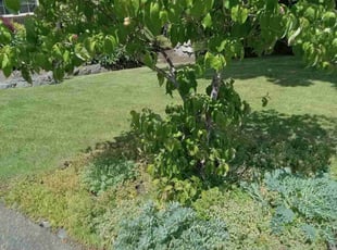 Ed C.'s lawn maintenance service result
