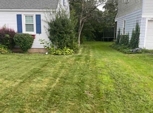 Jimm S.'s turf care service result