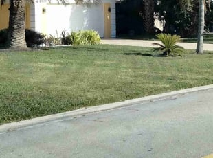 Mechille C.'s lawn maintenance service result