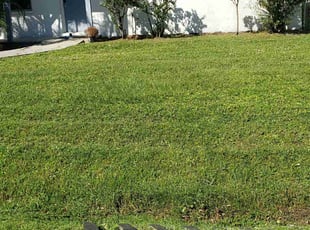 Maria W.'s lawn care service result