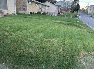 Medwin M.'s lawn maintenance service result