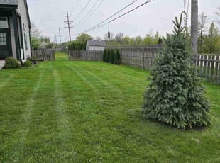 Nychelle H.'s lawn care service result