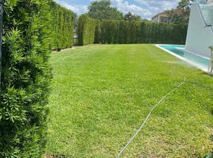 Maria V.'s turf care service result