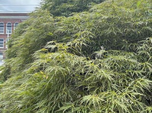 Courtney C.'s Bush Trimming service result