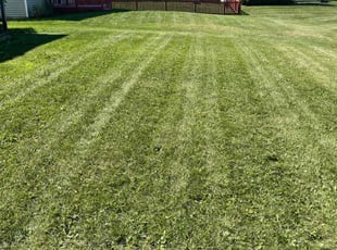 Vince S.'s lawn care service result