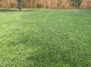 Travis N.'s grass maintenance service result