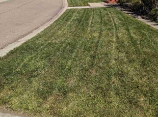 Deb L.'s grass maintenance service result