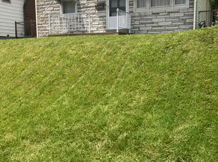 Dr W.'s Long Grass Cleanup service result