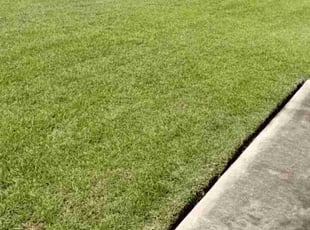 Meghan S.'s turf care service result