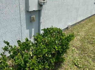 John P.'s Bush Trimming service result