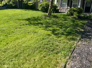 Berry B.'s lawn maintenance service result