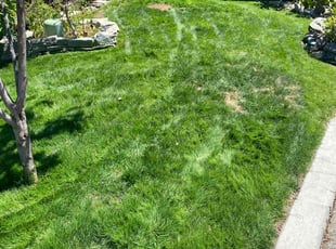 Judy W.'s lawn service service result
