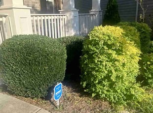 Cynthia D.'s Bush Trimming service result