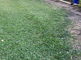 Shani A.'s turf care service result