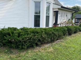 Nicole C.'s Bush Trimming service result