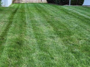 Evelyn K.'s turf care service result