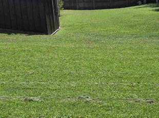 Iris W.'s turf maintenance service result