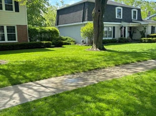 Denise T.'s turf care service result