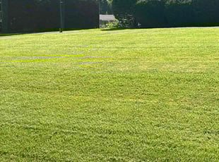 Ryan S.'s turf care service result