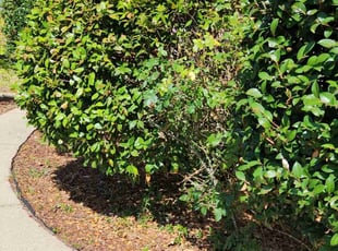 Dionne B.'s Bush Trimming service result