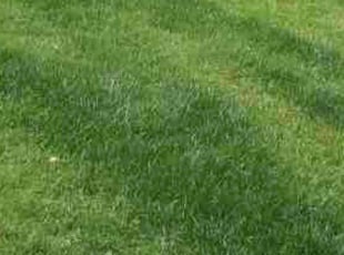 Mr B.'s lawn care services service result