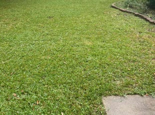 Esia C.'s turf care service result