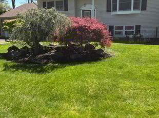 Jason F.'s grass cutting service result