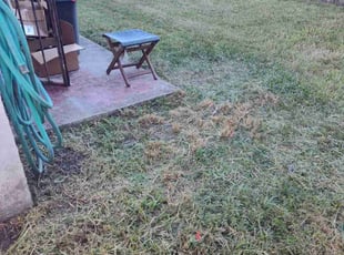 Randy D.'s grass maintenance service result