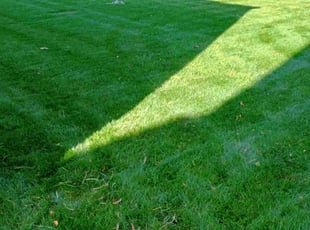 Kirsten D.'s lawn service service result