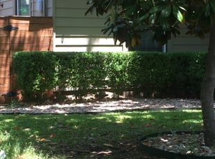 Morranda H.'s Bush Trimming service result