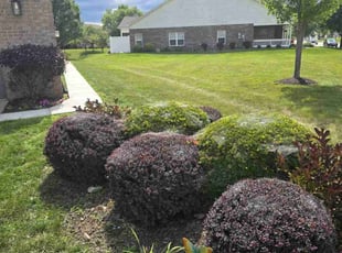 Chris C.'s grass maintenance service result