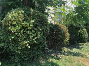 Corey C.'s Bush Trimming service result