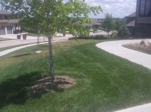 Louise L.'s grass maintenance service result