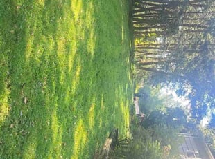 Adrian R.'s lawn care services service result